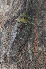 Eastern Scissor Grinder Cicada