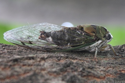 Eastern Scissor Grinder Cicada