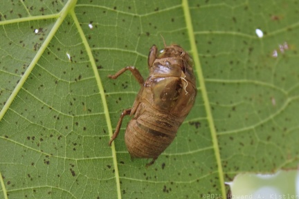 Cicada (Shed Husk)