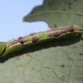Saddled Prominent Caterpillar