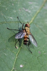 Tachid Fly