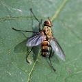 Tachid Fly