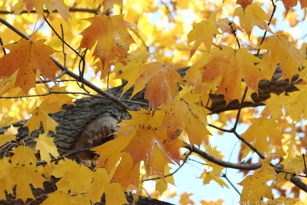 Autumn Foliage