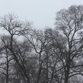 Snowfall In Byrd Park