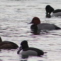 Ring-necked Duck & Redhead