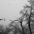 Canada Geese Flight in Snowstorm