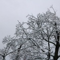 Snowcovered Tree
