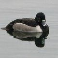 Ring-necked Duck in Snowstorm