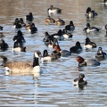 Ring-necked Duck, Redhead & Canada Geese