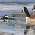 Hooded Merganser catches a fish while watched by Canada Geese