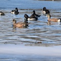 American Wigeon & Ring-necked Duck