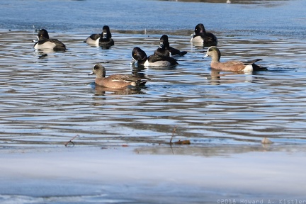 American Wigeon & Ring-necked Duck