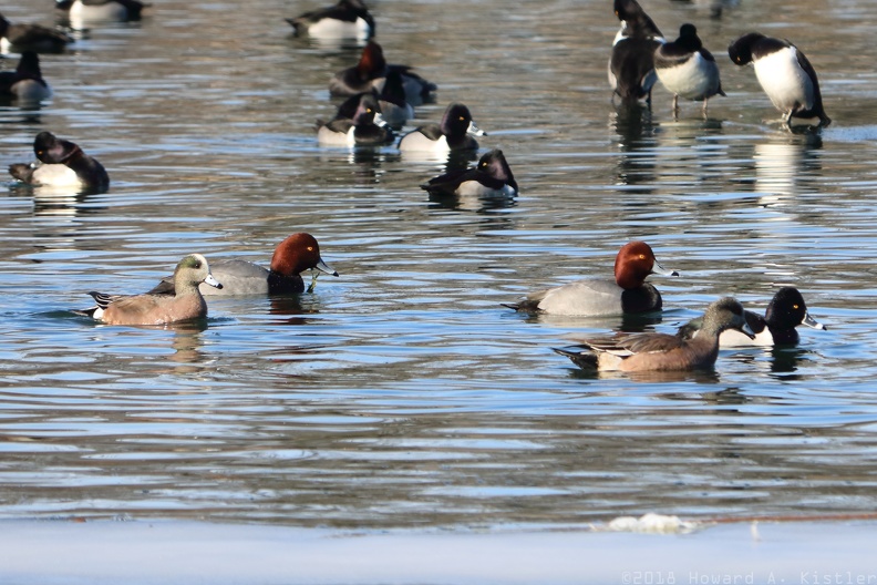 American Wigeon, Redhead & Ring-necked Duck