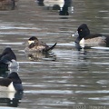 Ruddy Duck among Ring-necked Duck