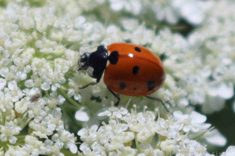 Seven-spotted Ladybird & Queen Anne's Lace