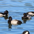 Ring-necked Duck & Lesser Scaup