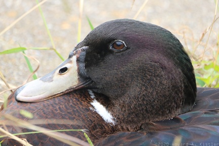 Hybrid Duck