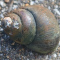 Lake Snail