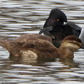Ring-necked Duck & Ruddy Duck