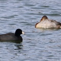 American Coot & Canvasback