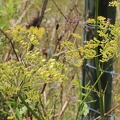 Eastern Black Swallowtail caterpillar on Wild Parsnip