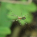 Mabel Orchard Spider