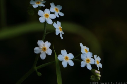 True Forget-Me-Not