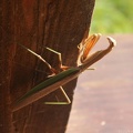 Chinese Praying Mantis