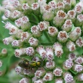 Augochlora Green Metallic Bee & Camphorweed