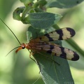 Helena Scorpionfly