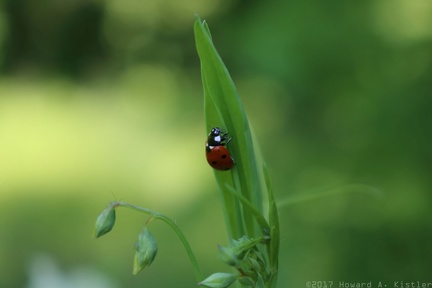 Seven-spotted Ladybird