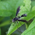 Black Thick-headed Fly