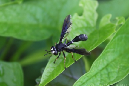 Black Thick-headed Fly