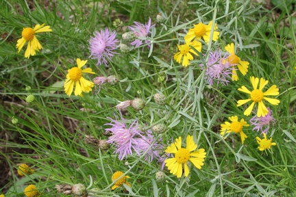 Common Sneezeweed & Spotted Knapweed