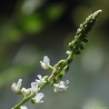 White Sweet-clover