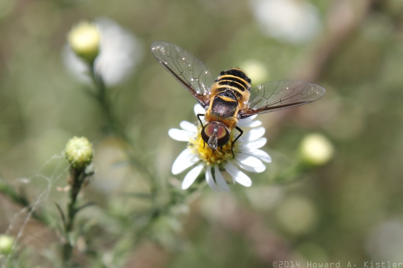 Small White Aster & Bee Fly