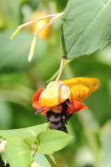 Spotted Jewelweed & Bumblebee
