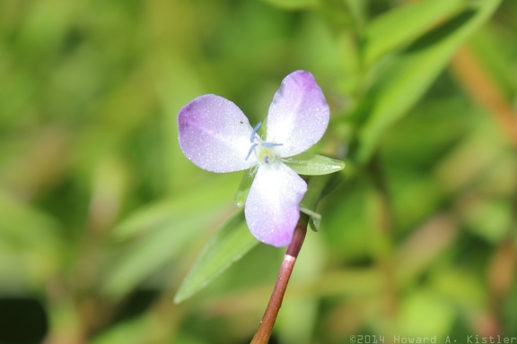 Marsh Dewflower