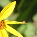 Wildflower 0378