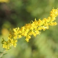 Wildflower 0385