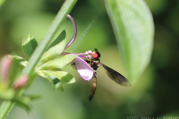 Syrphid Fly on Branched Foldwing