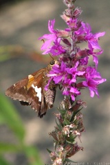 Purple Loosestrife & Silver-spotted Skipper