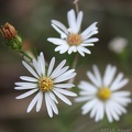 Small-headed Aster