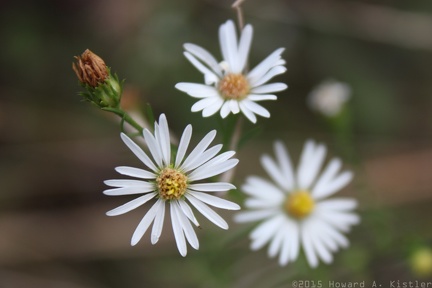 Small-headed Aster
