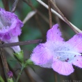 Purple False Foxglove