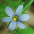 Blue-eyed Grass