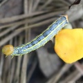 Orange-humped Mapleworm