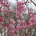 Cherry tree blossoms