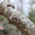 Cherry tree bark
