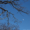 Moon Among Branches